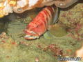scuba diving photo