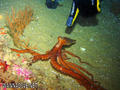 scuba diving photo