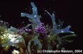 scuba diving photo