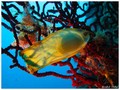 scuba diving photo