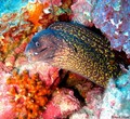 scuba diving photo