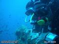 scuba diving photo