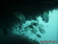 scuba diving photo