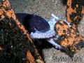 scuba diving photo