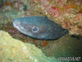 scuba diving photo