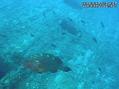 scuba diving photo