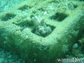 scuba diving photo
