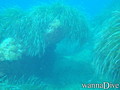 scuba diving photo