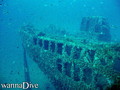 scuba diving photo