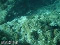 scuba diving photo