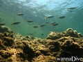 scuba diving photo