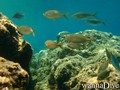 scuba diving photo