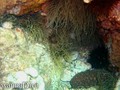scuba diving photo