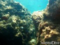 scuba diving photo