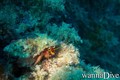 scuba diving photo
