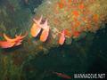 scuba diving photo