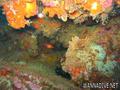 scuba diving photo