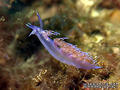 scuba diving photo