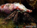 scuba diving photo