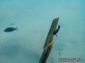 scuba diving photo