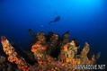 scuba diving photo