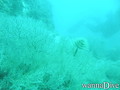 scuba diving photo
