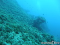 scuba diving photo