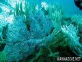 scuba diving photo