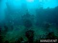 scuba diving photo