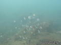 scuba diving photo