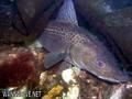 scuba diving photo