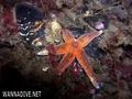 scuba diving photo