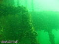 scuba diving photo