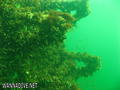 scuba diving photo