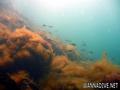scuba diving photo