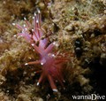 scuba diving photo