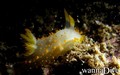scuba diving photo