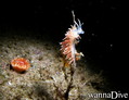 scuba diving photo