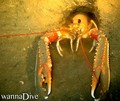 scuba diving photo
