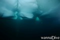 scuba diving photo