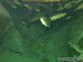 scuba diving photo