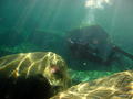 scuba diving photo