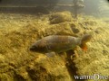 scuba diving photo