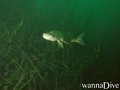 scuba diving photo