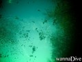 scuba diving photo