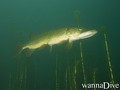 scuba diving photo