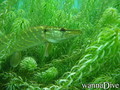 scuba diving photo