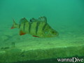 scuba diving photo