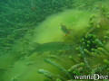 scuba diving photo