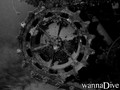 scuba diving photo